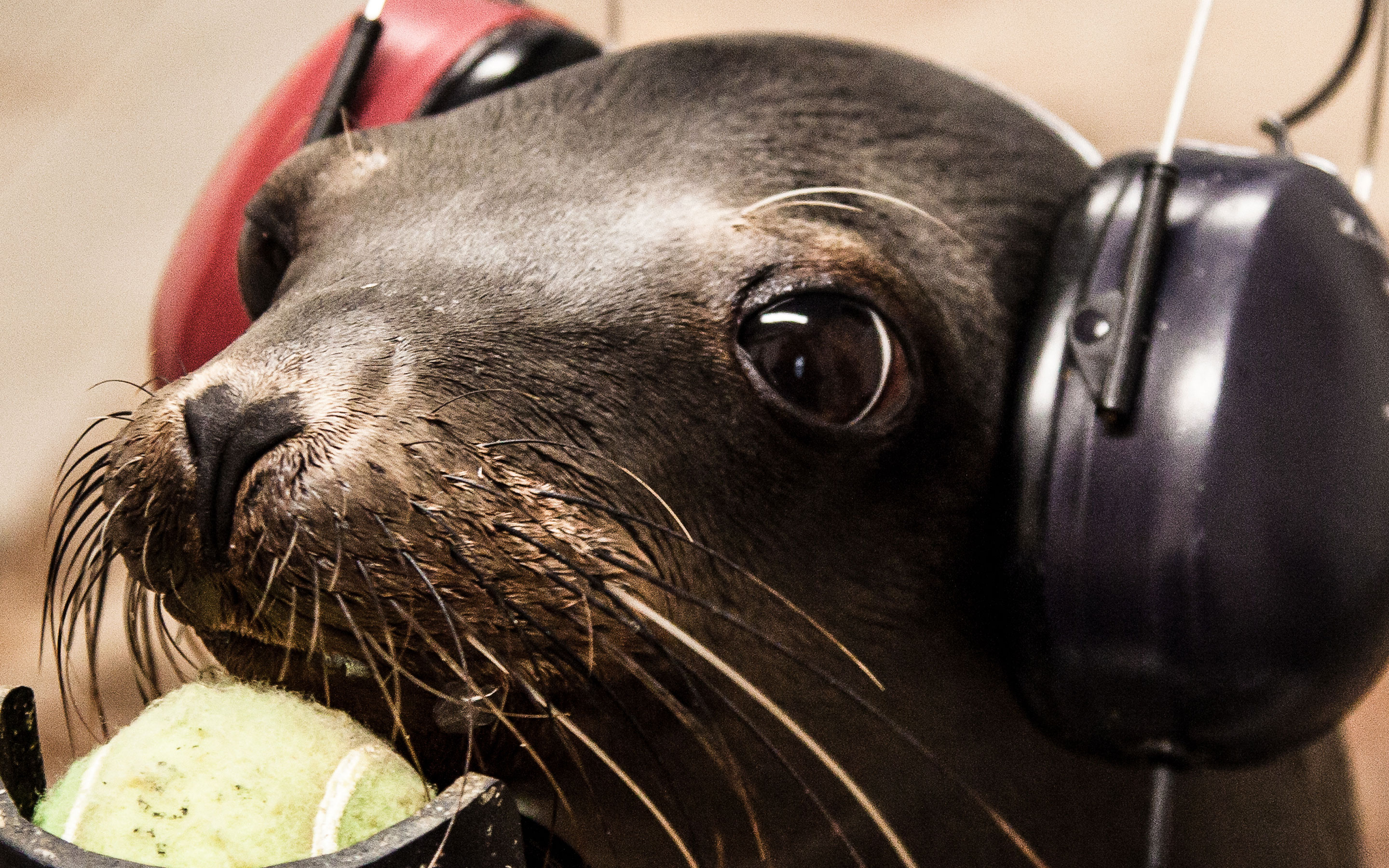 Marine Mammal Hearing - National Marine Mammal Foundation