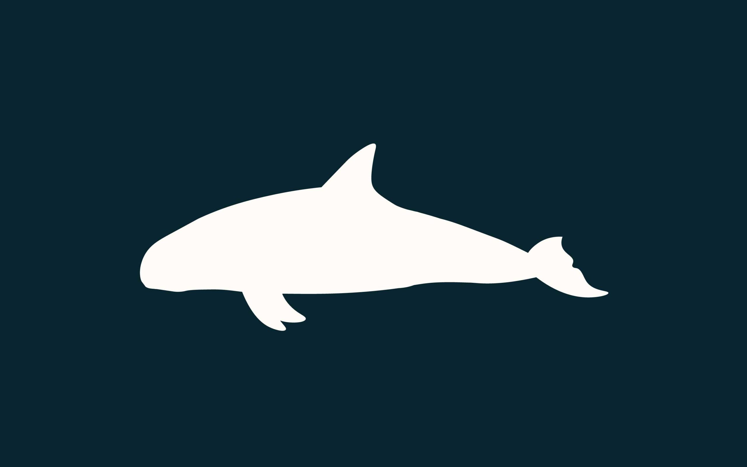 Vaquita Porpoise National Marine Mammal Foundation