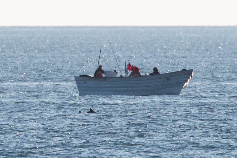 Read more about the article Vaquita porpoise spotted