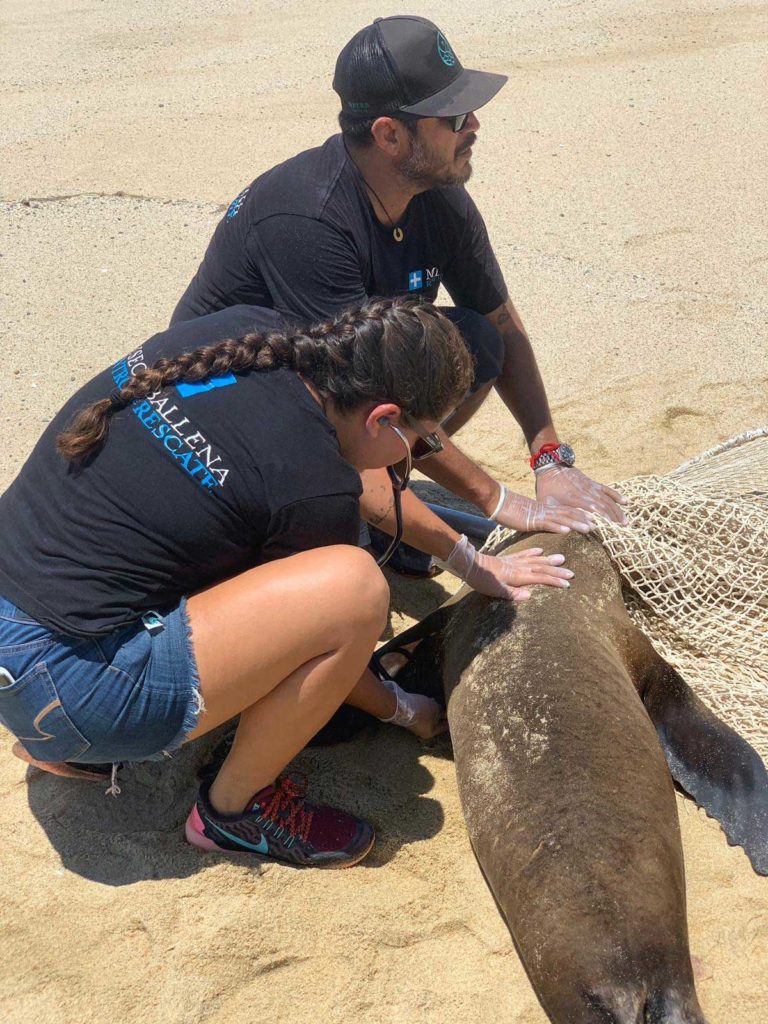 A second chance for Mexico's Marine Wildlife - National Marine Mammal ...