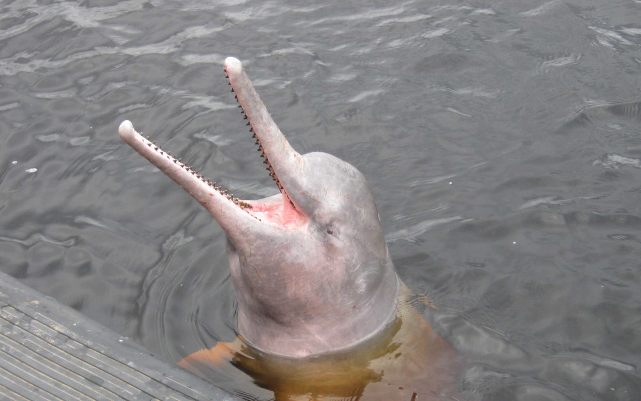 What Temperature Do Amazon River Dolphins Live In - Printable Templates