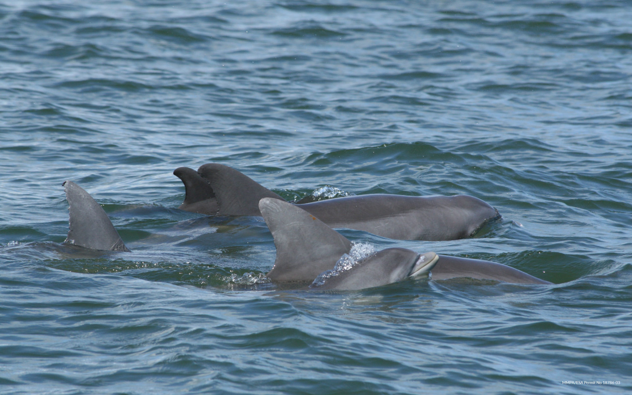 Marine Mammals Still Struggling on 10th Anniversary of Deepwater ...