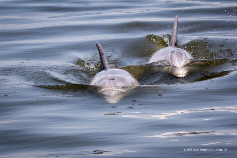 Read more about the article Scientists Now Able to Determine a Dolphin’s ‘Real Age’ Using Novel Techniques