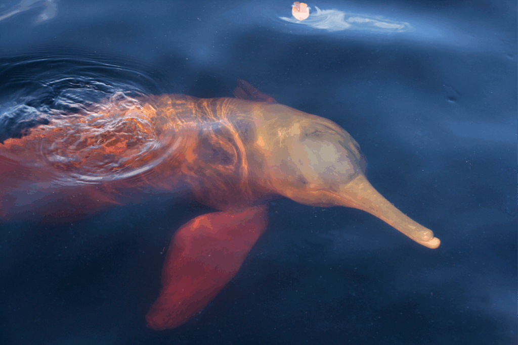 Amazon Pink River Dolphin | © Fernando Trujillo