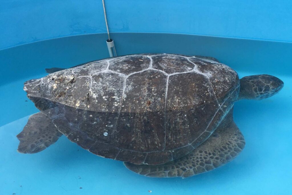 Sea Turtle at Museo Stranding Center in Mexico