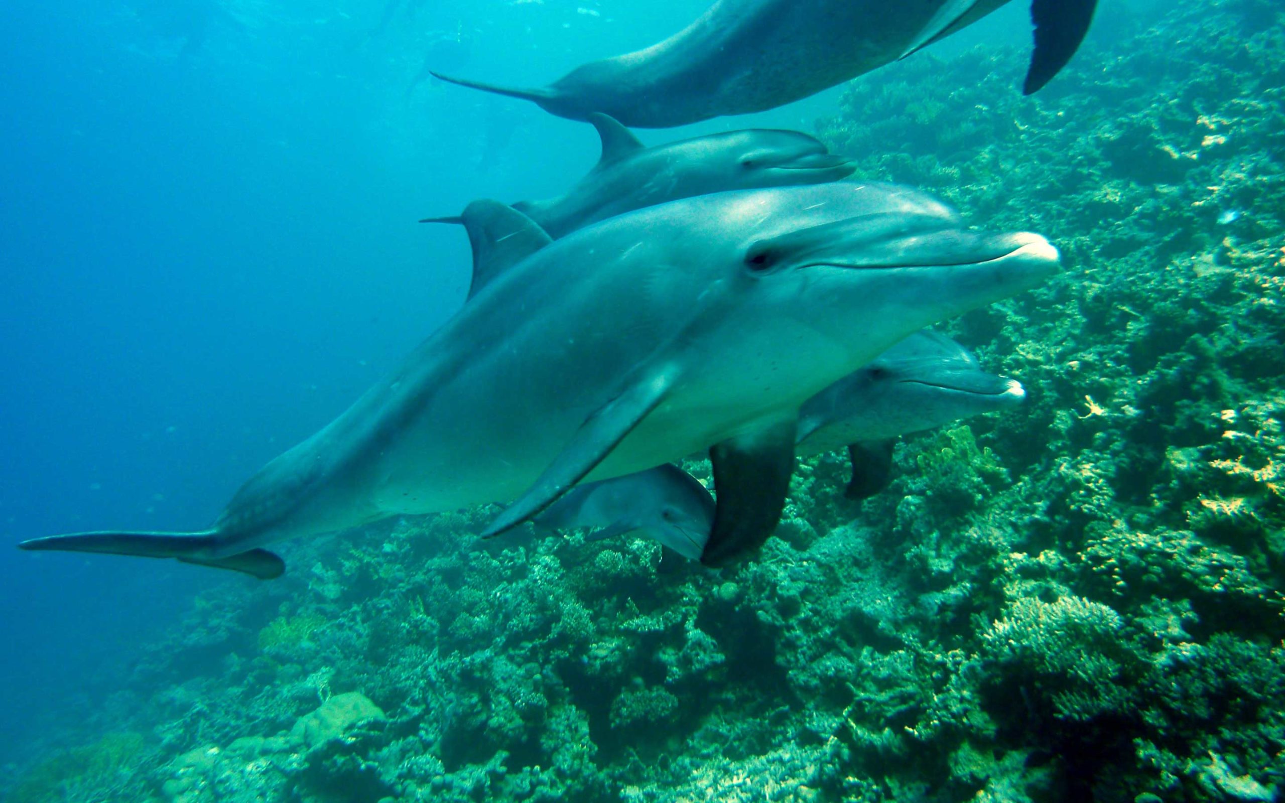 Dolphin Anatomy - National Marine Mammal Foundation
