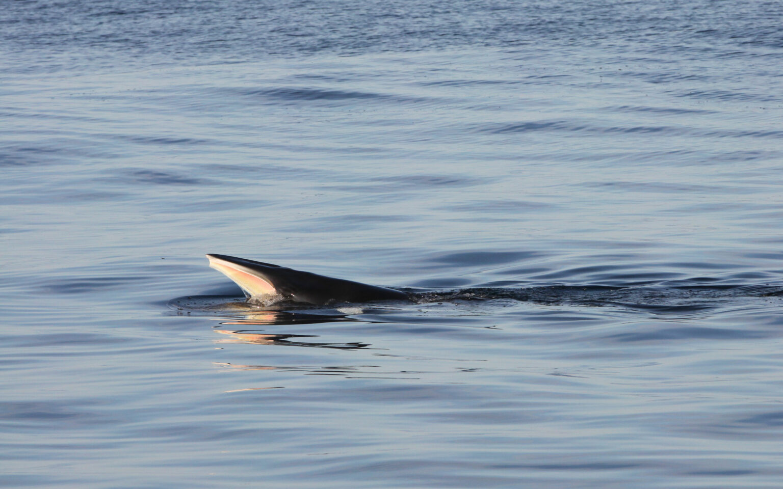 Minke Whale Hearing - National Marine Mammal Foundation