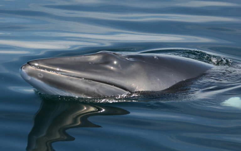 Read more about the article Scientists Embark on Second Phase of Minke Whale Hearing Research off the Coast of Norway