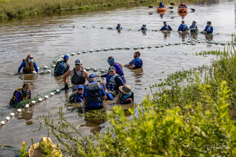 Read more about the article Dolphin Rescue Amidst Hurricane Ida