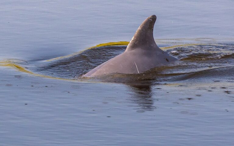 Read more about the article New Study Predicts Catastrophic Decline of Dolphins in Barataria Bay, LA