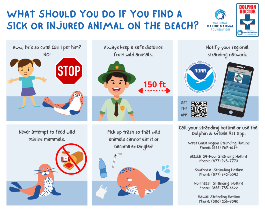 Find out how to notify your local stranding network if you find a sick or stranded animal