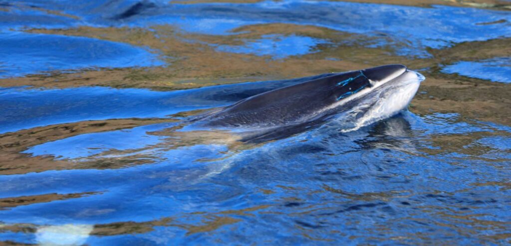 2023 Minke whale rescue