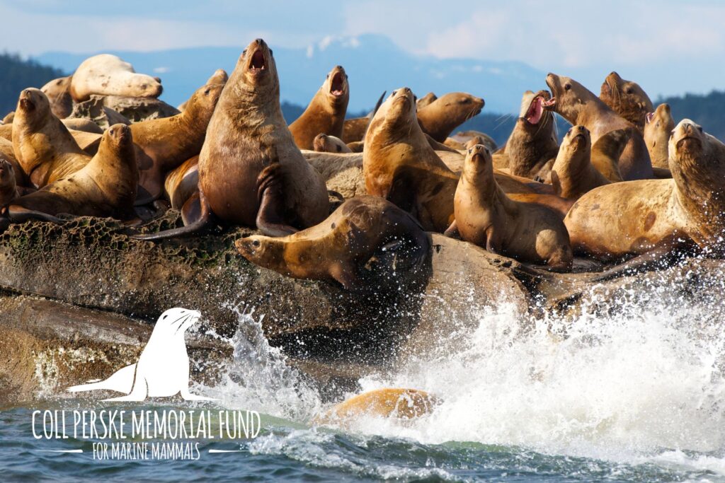 Read more about the article Supporting California Sea Lion Research: The 5th Annual “PUCKS FOR PINNIPEDS” Fundraising Event on March 22, 2024