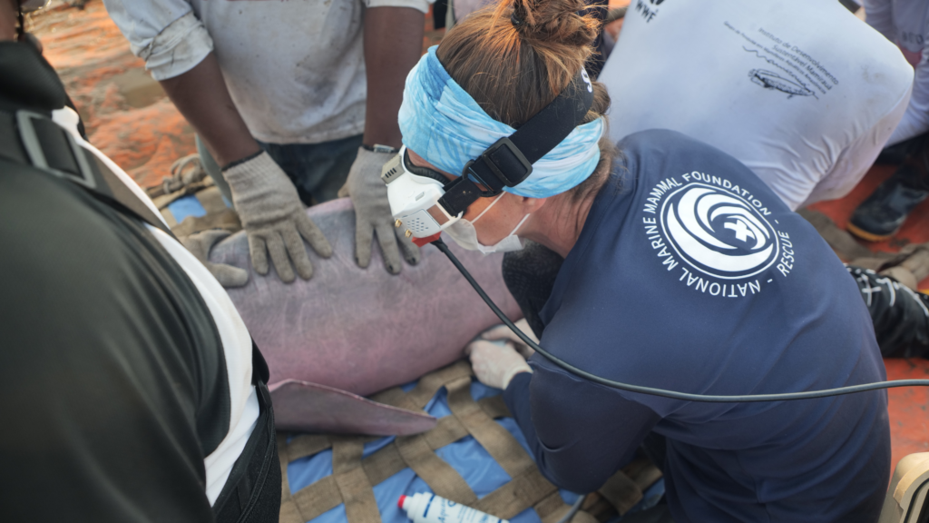 A large die-off of Amazon river dolphins in late 2023 highlighted the critical need for intervention. Operation GRACE responded swiftly, collaborating with local experts and community members to address the crisis and protect the endangered species and their river habitats.