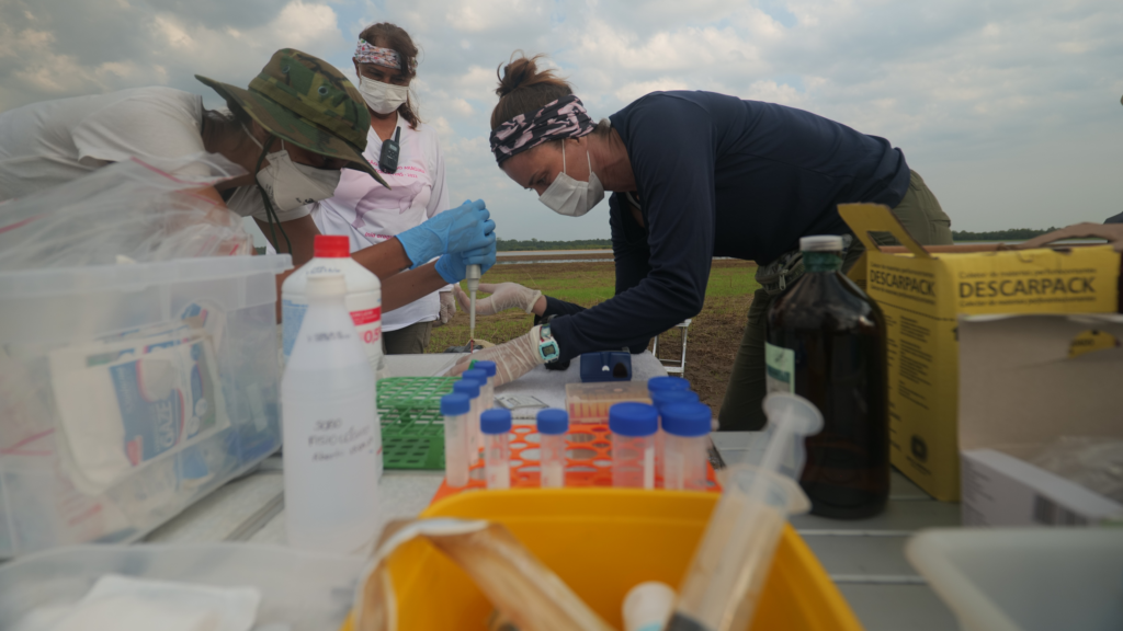 A large die-off of Amazon river dolphins in late 2023 highlighted the critical need for intervention. Operation GRACE responded swiftly, collaborating with local experts and community members to address the crisis and protect the endangered species and their river habitats.