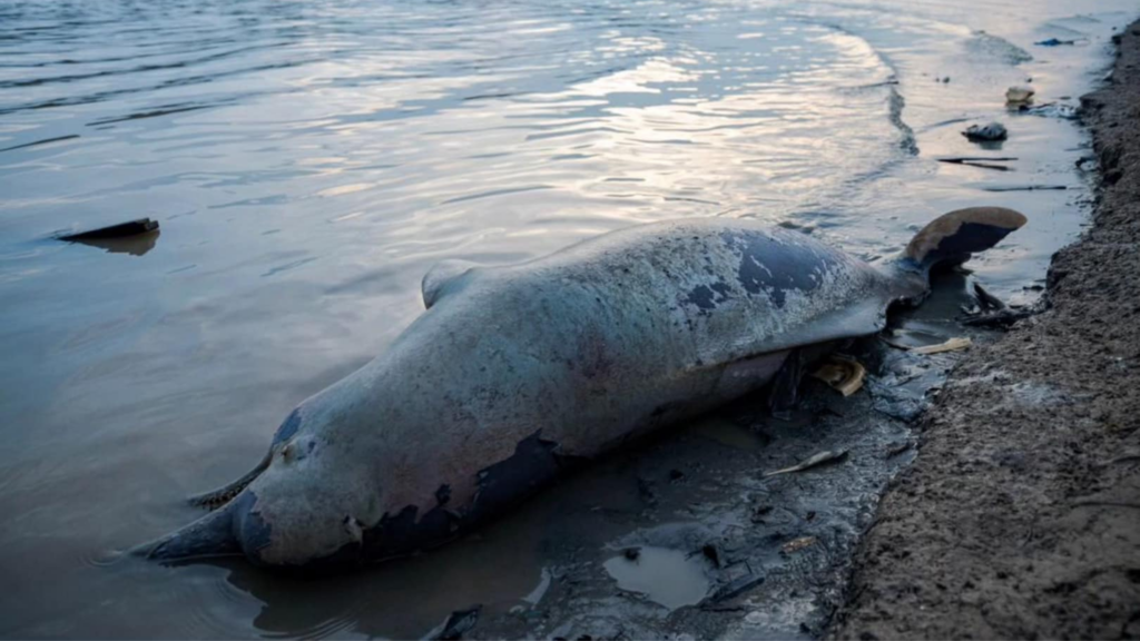 Amazon river dolphins faced a massive die off in late 2023. Operation GRACE responded to the crisis.