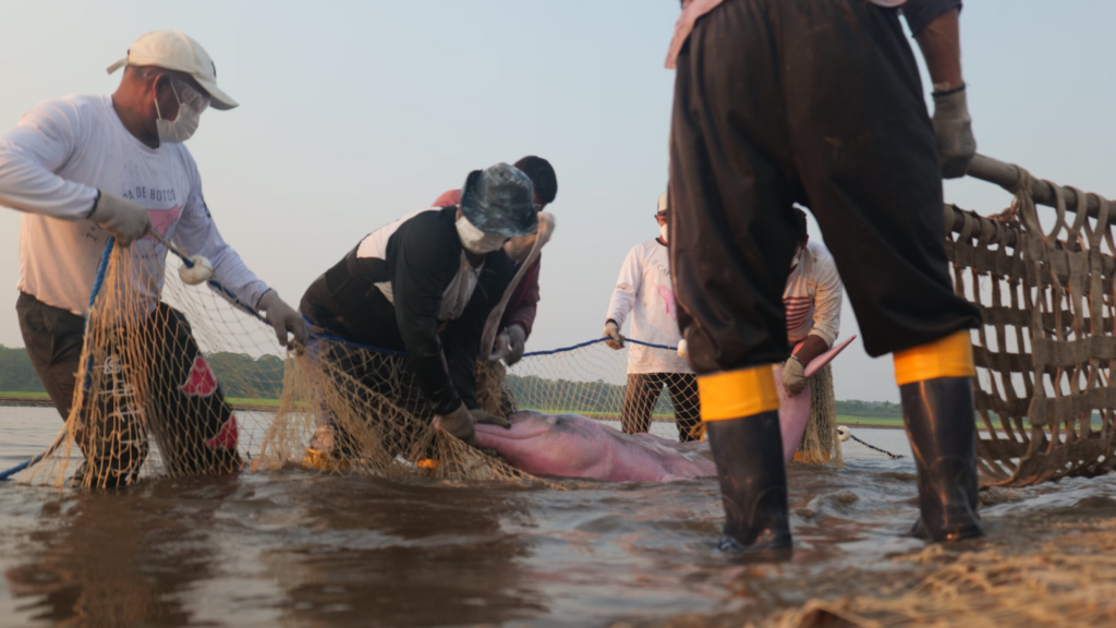 A large die-off of Amazon river dolphins in late 2023 highlighted the critical need for intervention. Operation GRACE responded swiftly, collaborating with local experts and community members to address the crisis and protect the endangered species and their river habitats.