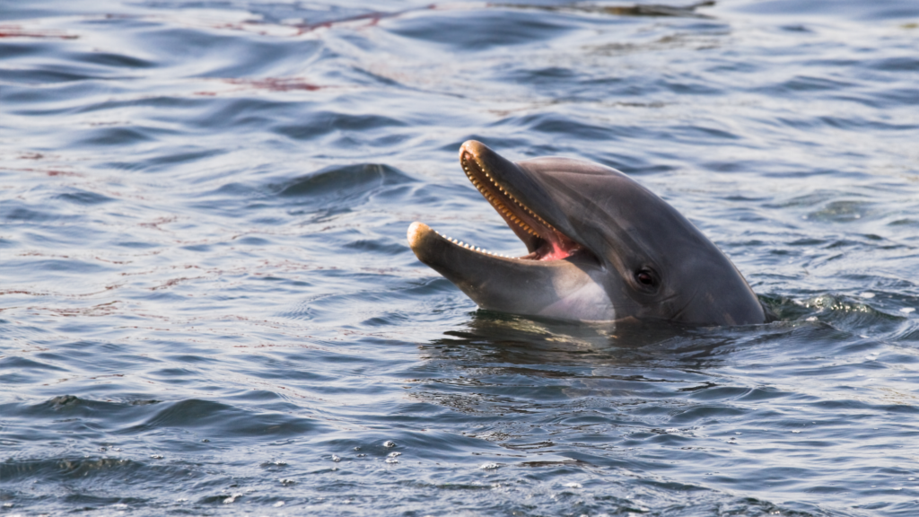 Read more about the article Bottlenose Dolphins: Communicating Through the Noise