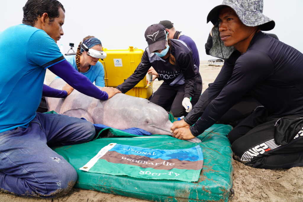 Read more about the article Assessing the Health of River Dolphins in the Colombian Amazon Amid Extreme Drought