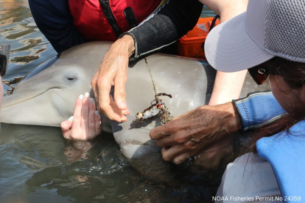 Read more about the article A Dolphin Calf’s Second Chance: How a Team of Experts Saved an Entangled Dolphin in Florida’s Indian River Lagoon