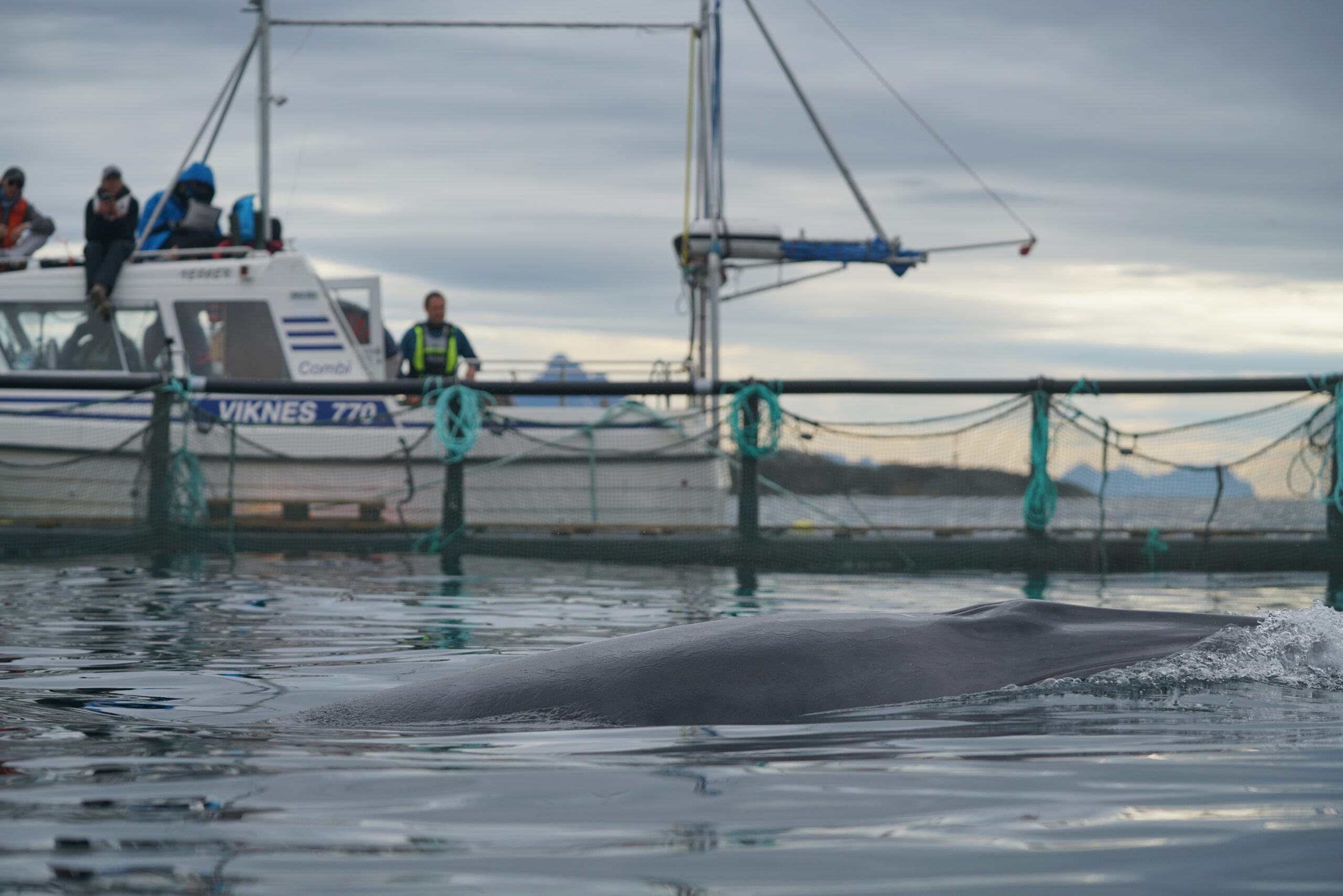 Rune Roland, SOST Minke Whale Hearing Project.