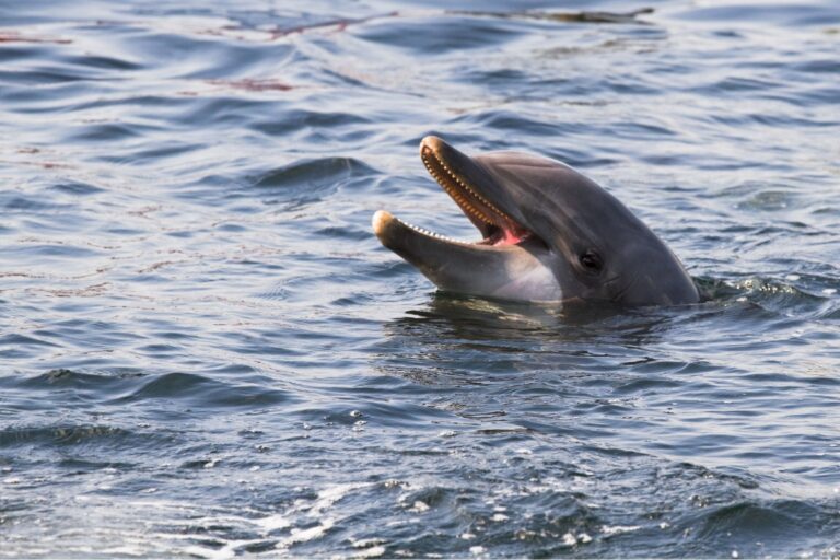 Read more about the article Bottlenose Dolphins: Communicating Through the Noise