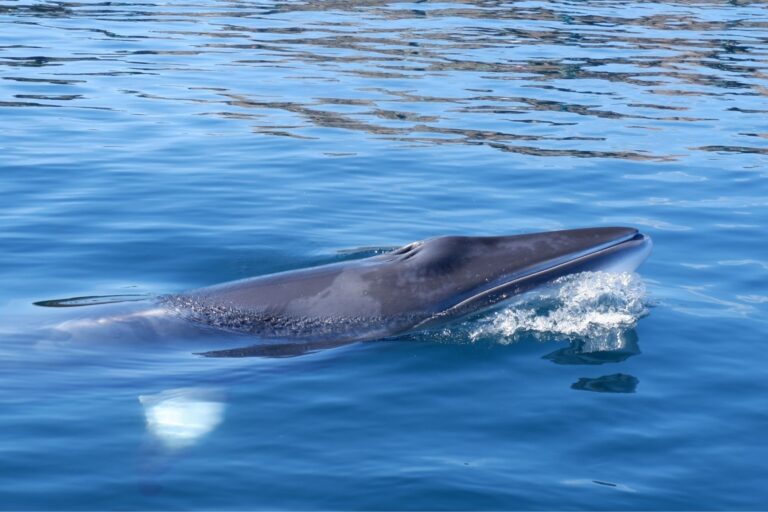 Read more about the article Surprising Discovery of Ultrasonic Hearing Sensitivity in Minke Whales will Improve the Conservation and Protection of Baleen Whales Worldwide