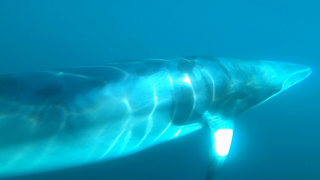 Lars Kleivane, SOST Minke Whale Hearing Project.