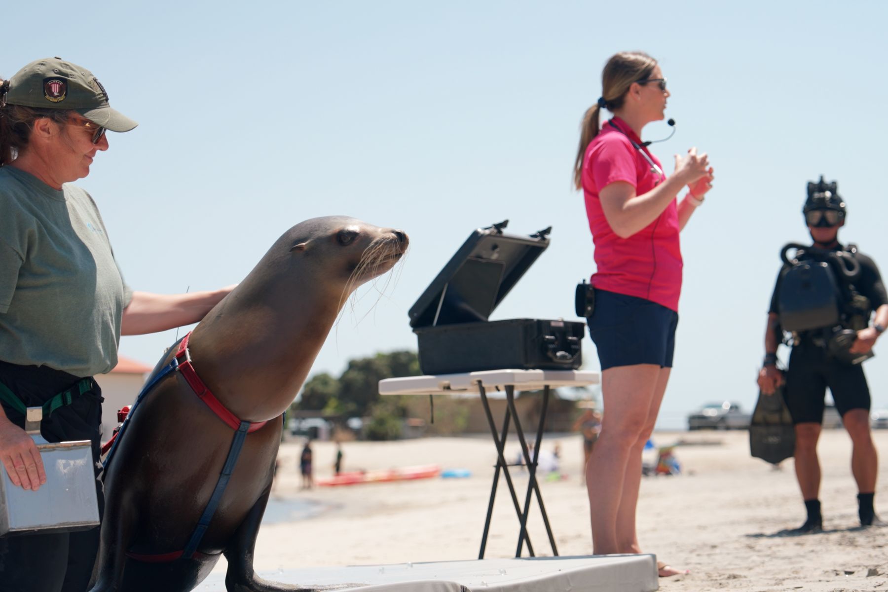 Image features Barb Linnehan, NMMF Animal Veterinarian, a Navy Seal and a sea lion at the Seal to SEAL workshop