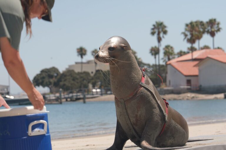 Seal to SEAL workshop. Navy dolphin on beach.