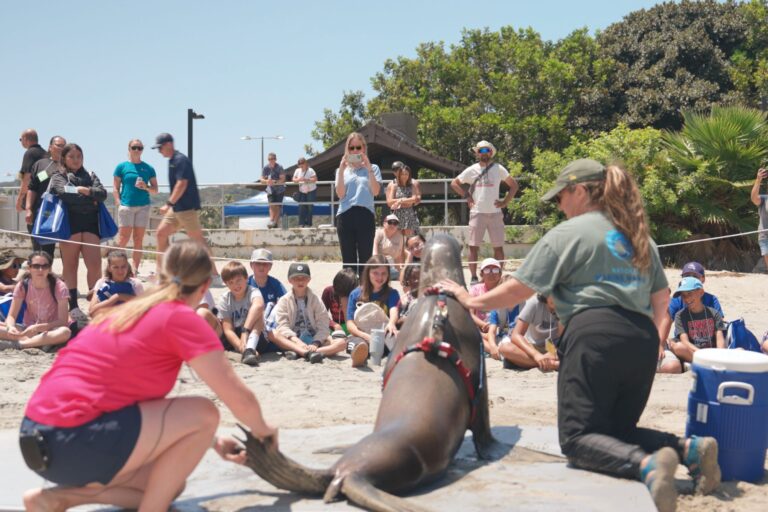 Seal to SEAL workshop. Navy dolphin on beach.