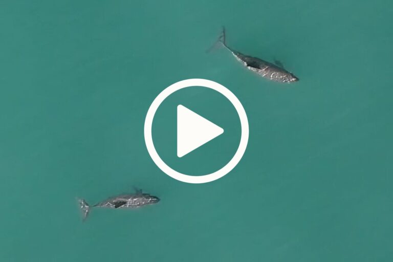 Read more about the article WATCH: The Plight of the Vaquita, The Rarest Marine Mammal on Earth – Scientific Snapshot Series