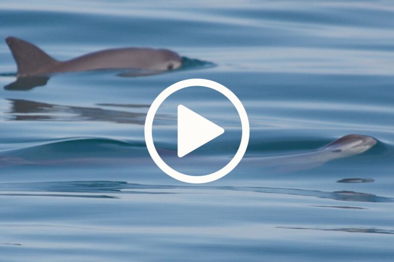 Read more about the article Watch: The Vaquita’s Legacy – Can One Species Inspire a Global Movement? – Scientific Snapshot Series