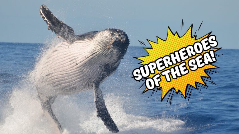 Superheroes of the Sea: Baleen Whales and Their Hearing Powers