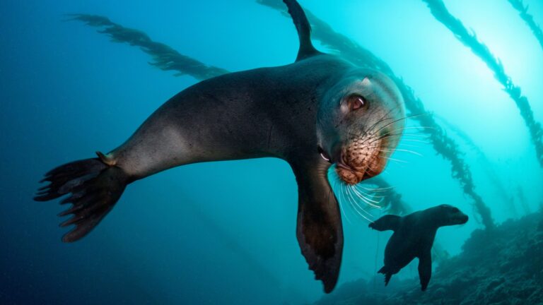 Sea Lion Swimming