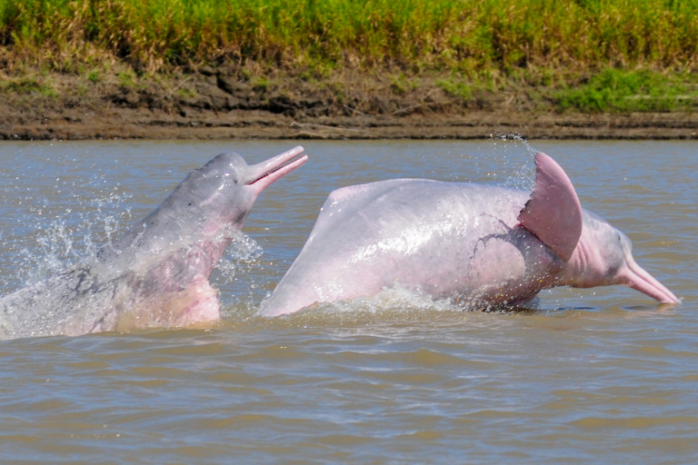 Amazon River Dolphin (Inia geoffrensis) credit Fernando Trujillo