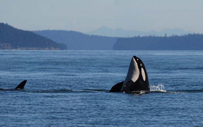 A spy hopping Southern Resident killer whale in the Salish Sea (Photo credit: Dr. Joe Gaydos)