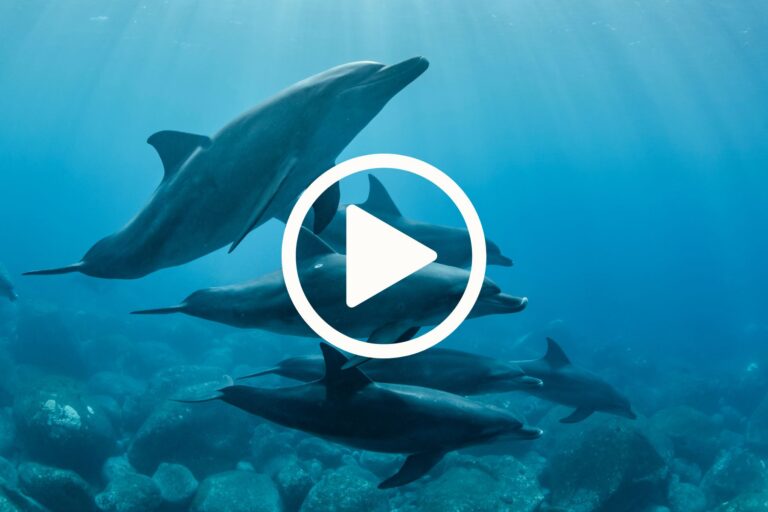 WATCH: A Journey Through Animal Minds and Human Responsibility – Scientific Snapshot Series