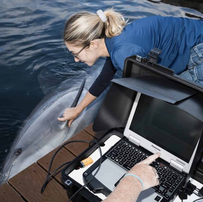Featured in the 2023 New York Times Article titled The Navy Dolphins Have A Few Things To Tell Us About Aging by Emily Anthes, research associate Jessica Sportelli (right), prepares to give a dolphin the hand signal to start whistling during an acoustic physical. Dr. Brittany Jones (off-screen), NIWC scientist and Principal Investigator of the study, points to the live-feed of the recording on the computer, as the dolphin’s signature whistle appears. Photo credit: Gabriella Angotti-Jones.