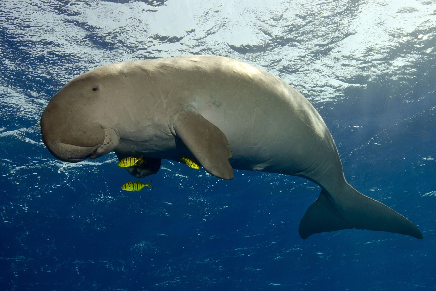 Dugong (stock photo)
