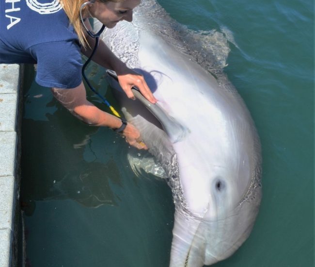 Dolphin Health Exam (Photo: US Navy)