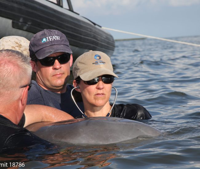 Cynthia Photo: Credit - National Marine Mammal Foundation