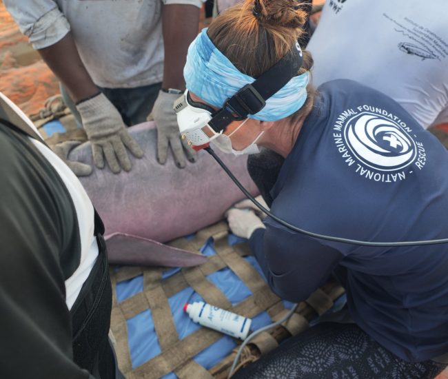 The NMMF's Dr. Forrest Gomez Conducting a Ultrasound on Amazonian River Dolphin. Photo: Eric Franks