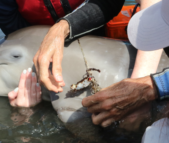 BLOG Entangled dolphin calf rescued in Florida's Indian River Lagoon