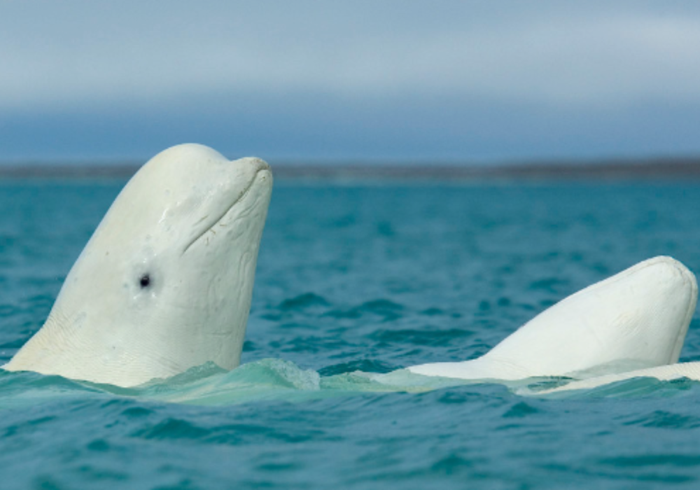 Beluga Whale