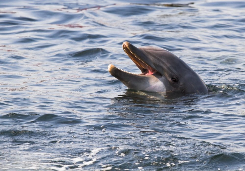 Bottlenose dolphins- Communicating Through the Noise