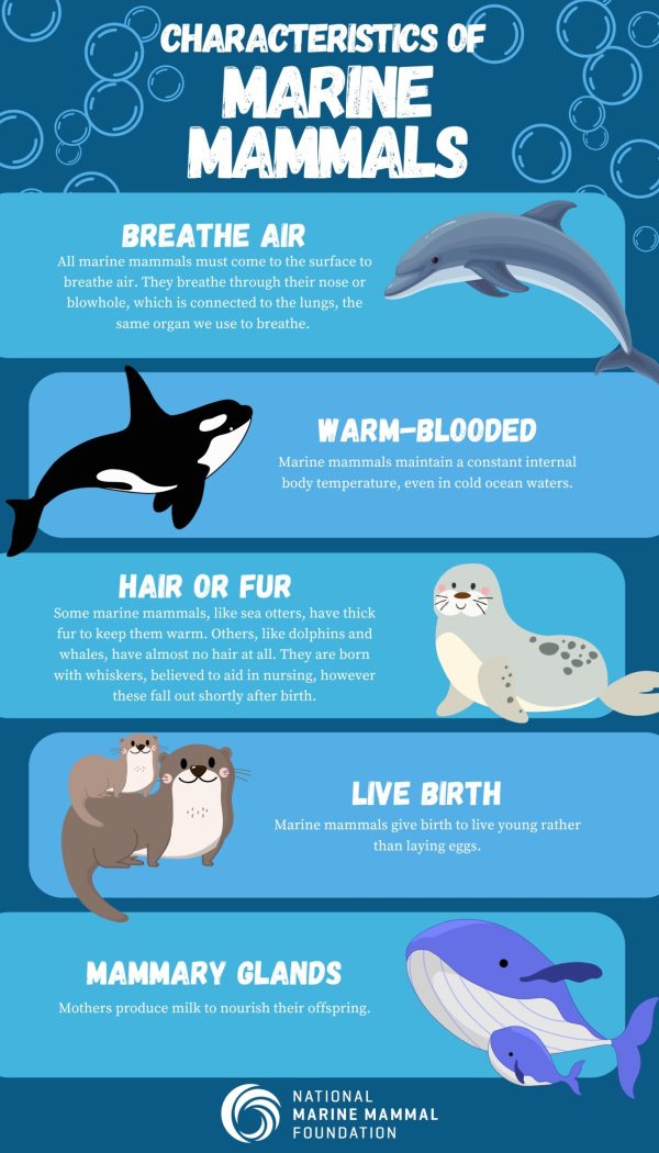 Characteristics of Marine Mammals