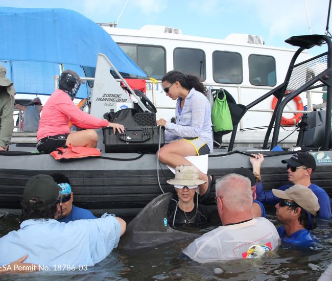 Dr. Cynthia Smith, Veronica Cendejas, and the field team perform a reproductive ultrasound exam on a dolphin in Barataria Bay, LA.