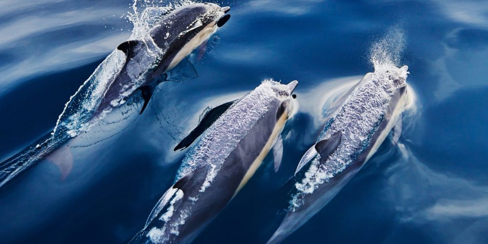 Dolphins Swimming