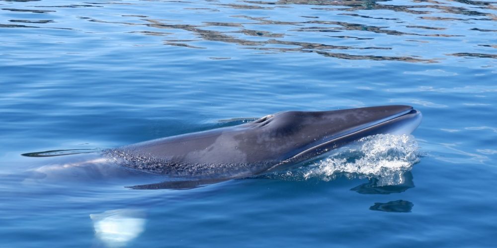 Minke Whale - Jason-Gedamke